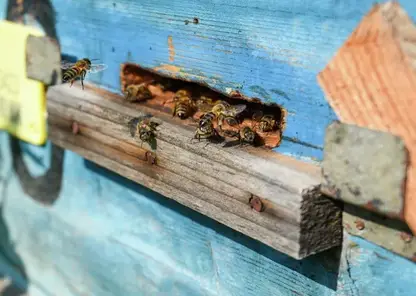 Фермера из Томской области оштрафовали на 9 миллионов рублей из-за массовой гибели пчел
