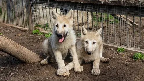 В Красноярске выбирают имена для арктических волчат