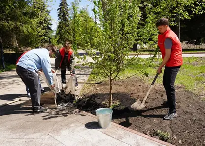 В Центральном парке Красноярска высадили 34 яблони в честь ветеранов Великой Отечественной войны