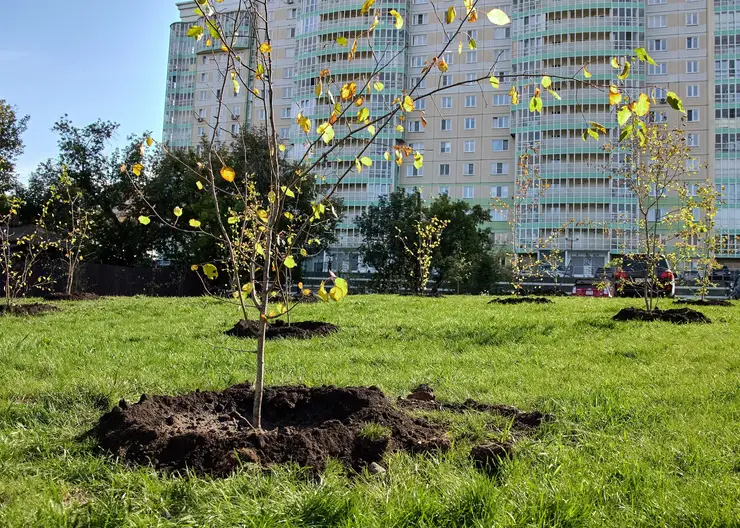 «Красноярская рециклинговая компания» приобрела и высадила на правом берегу Качи 100 саженцев яблони