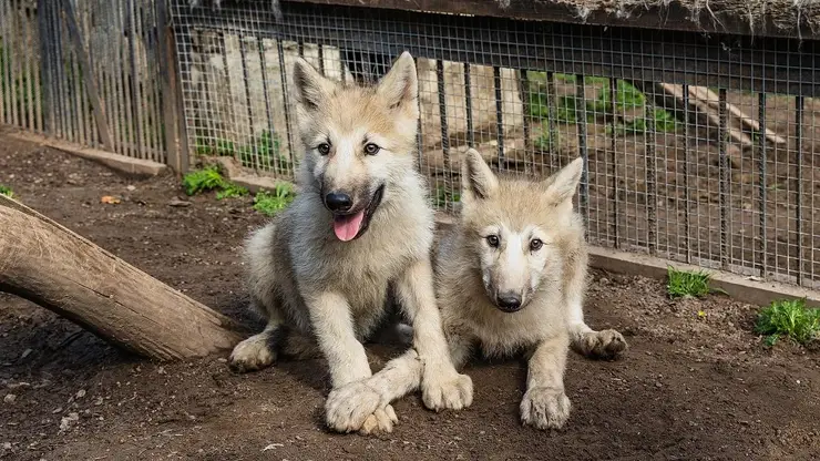 В Красноярске выбирают имена для арктических волчат