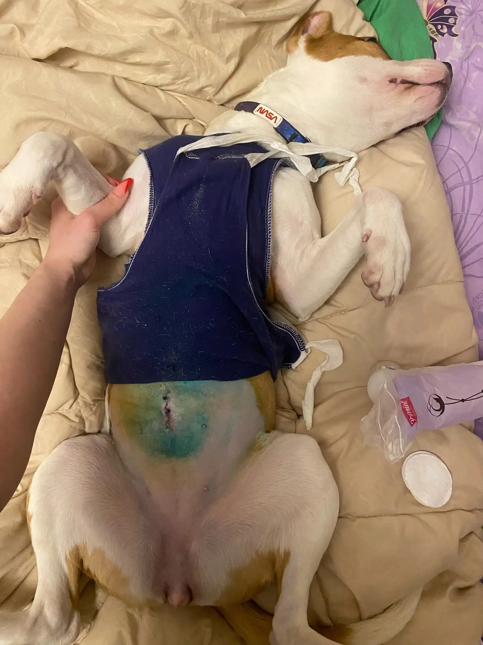 Совсем недавно щенок перенес операцию 