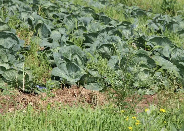 Красноярские полицейские проверили проверили мигрантов в тепличных комплексах Березовского района