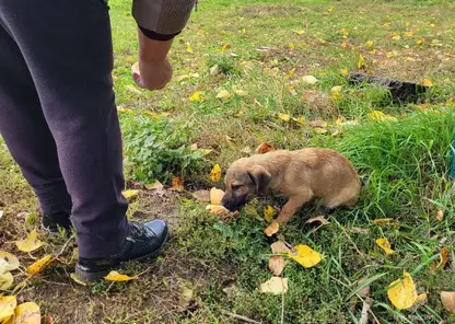 Спасли малыша. В Красноярском крае пожарные МЧС вытащили щенка из уличного туалета