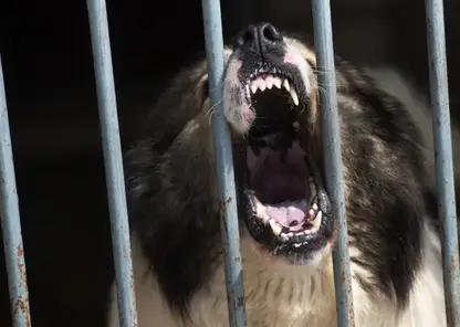 Бездомные собаки напали на детей под Иркутском. Есть пострадавшая