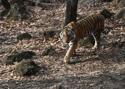 В Приморье поймали «конфликтного» тигра