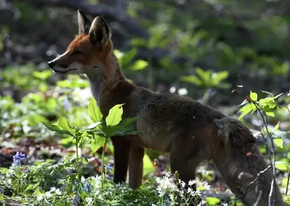 В Саяно-Шушенском заповеднике лисица поделилась своим уловом со специалистами