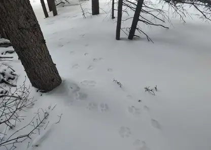 Снежные барсы начали воровать фотоловушки в Саяно-Шушенском заповеднике
