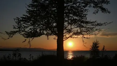 Закон о сплошных рубках на Байкале вступил в силу