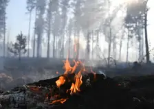 Площадь лесных пожаров в Красноярском крае за два дня выросла на 40 тысяч гектаров