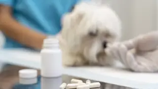 58 ветеринарных аптек в Красноярском крае получили лицензии на фармацевтическую деятельность в 2025 году