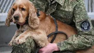 Служебные собаки сибирской таможни предотвратили более 1700 правонарушений за год