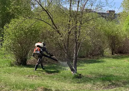 В Красноярске начинается обработка парков, скверов и набережных от клещей