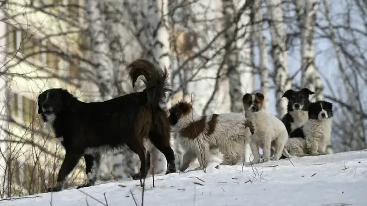 Жителей Красноярского края стали реже кусать уличные собаки