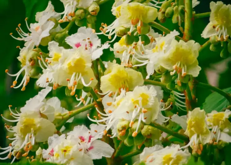 Чудо в сибирском климате: в Красноярске зацвели каштаны