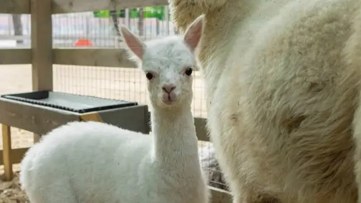 Милота зашкаливает! В омском парке «Пача Мама» родилась альпака Любочка