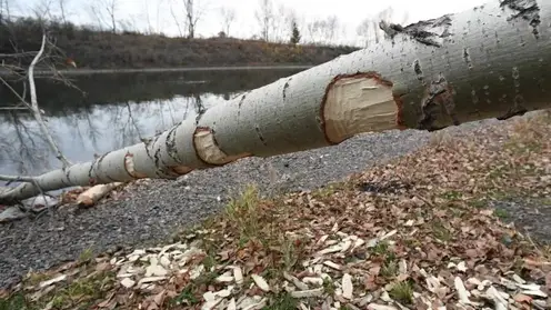 Лоси и бобры угрожают лесам Новосибирской области: как защищают молодые посадки