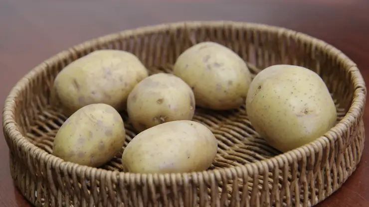 Красноярцам рассказали, как правильно выбрать семенной картофель