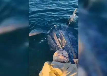 Гигантская морская черепаха спасена из рыбацких сетей в Приморье