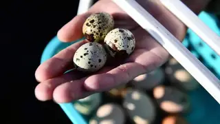 В чем польза перепелиных яиц? Раскрываем секреты здоровья В чем польза перепелиных яиц? Раскрываем секреты здоровья