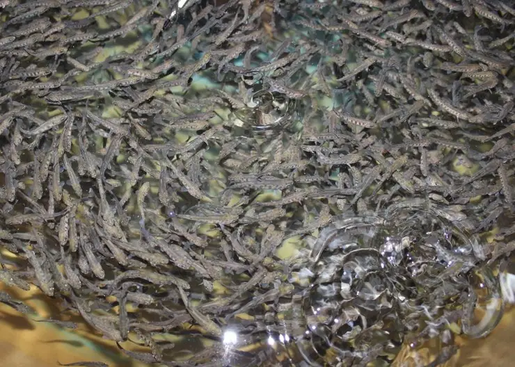 В Забайкалье решили разводить сибирского осетра