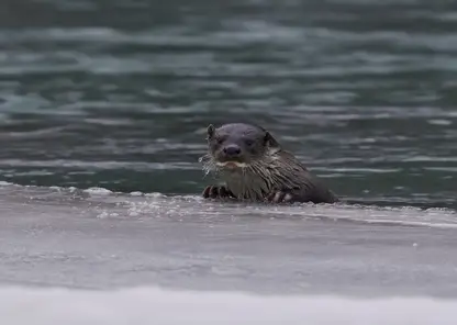 Краснокнижную выдру впервые сфотографировали в Сайлюгемском нацпарке на Алтае