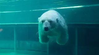 Животные в красноярском «Роевом ручье» каждый по-своему спасаются от экстремальной жары