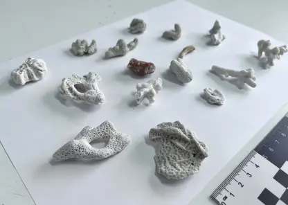 В Барнауле у туриста из Вьетнама изъяли 16 кораллов