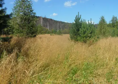 В Красноярском крае суд вернул государству 153 га невостребованных сельхозугодий