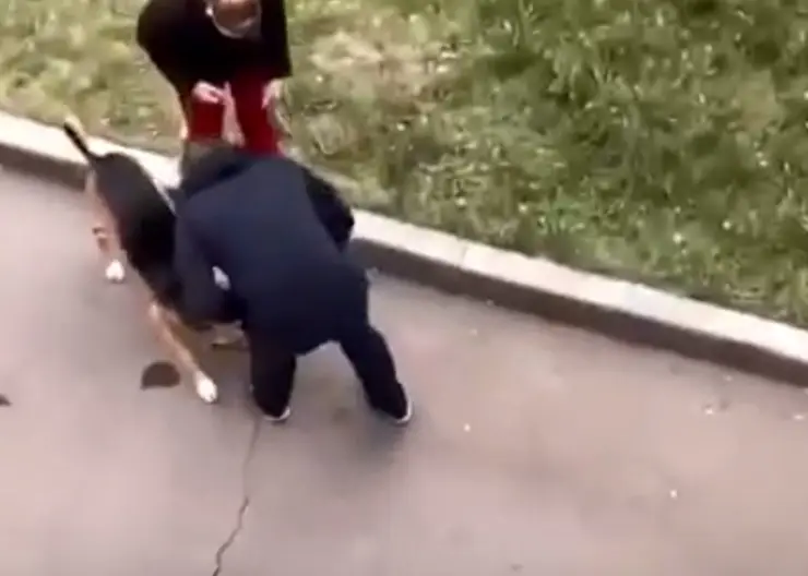 В Красноярске мужчина избил собаку