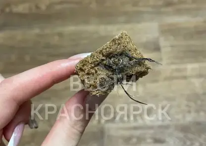 Житель Назарово обнаружил внутри купленного хлеба чьи-то перья