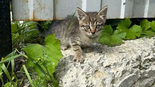 Дети били кота головой о лестницу в Забайкалье: прокуратура начала проверку