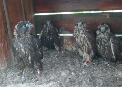 Птенцов редких соколов-балобанов выпустили в природу из питомника в Южной Сибири