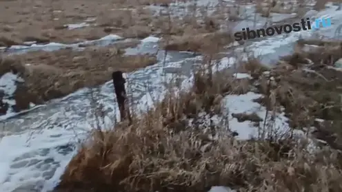 «Соседи уже плавают»: в Красноярске начались первые паводки