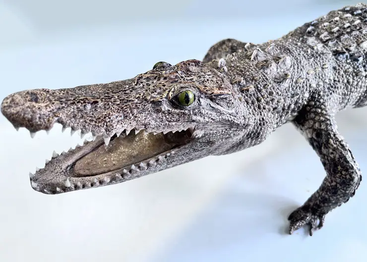 Туристка из Въетнама пыталась провезти в Красноярск метровое чучело крокодила