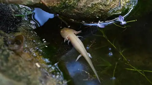 Аксолотли, тритоны и шпорцевые лягушки появились в Ботаническом саду ТГУ