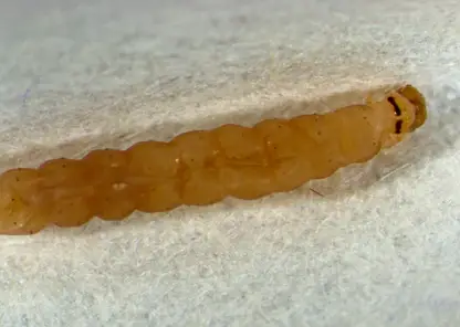 Красноярские специалисты нашли томатную моль в партии помидоров из Азии