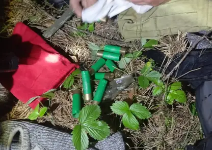 Железногорец открыл стрельбу из ружья по автомобилю соседа-дачника (видео)