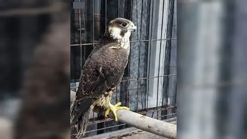 Полиция пресекла незаконную продажу краснокнижного сокола-сапсана в Канске