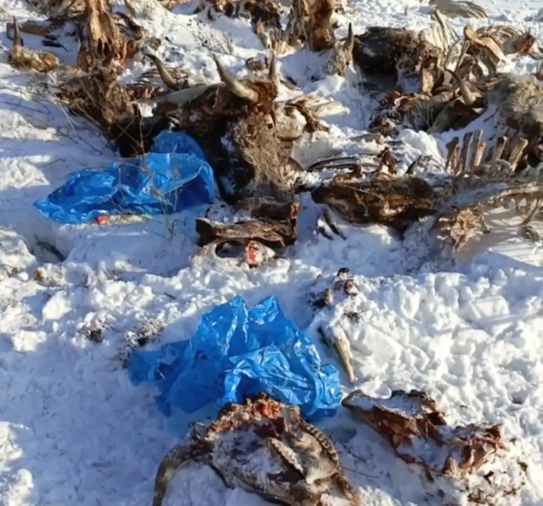 Скриншот: Народный фронт