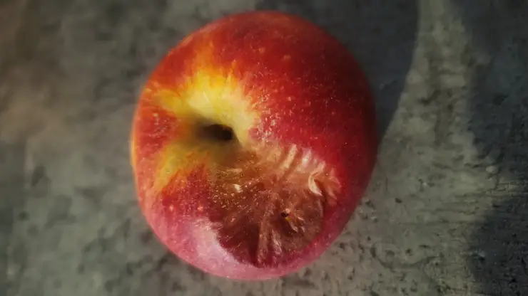 В Красноярске обнаружили опасных вредителей в импортных фруктах и овощах