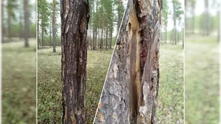 В тайге Красноярского края обнаружили меченые «пальмой» деревья