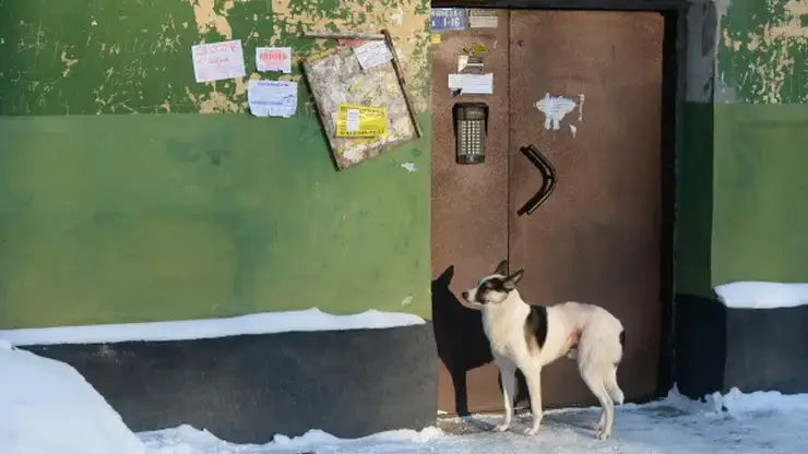 В Новосибирской области приняли закон, разрешающий усыпление бездомных собак