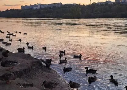 Красноярский ученый рассказал об опасности городских уток