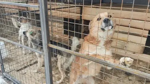 В Красноярске поймали и стерилизовали 405 бездомных собак с начала года