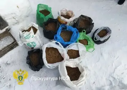 Собрал 9 кг конопли возле дома: 56‑летнего жителя Новосибирской области ждёт суд