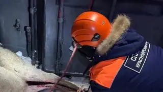 В Красноярске стая диких собак напала на марала В Красноярске стая диких собак напала на марала