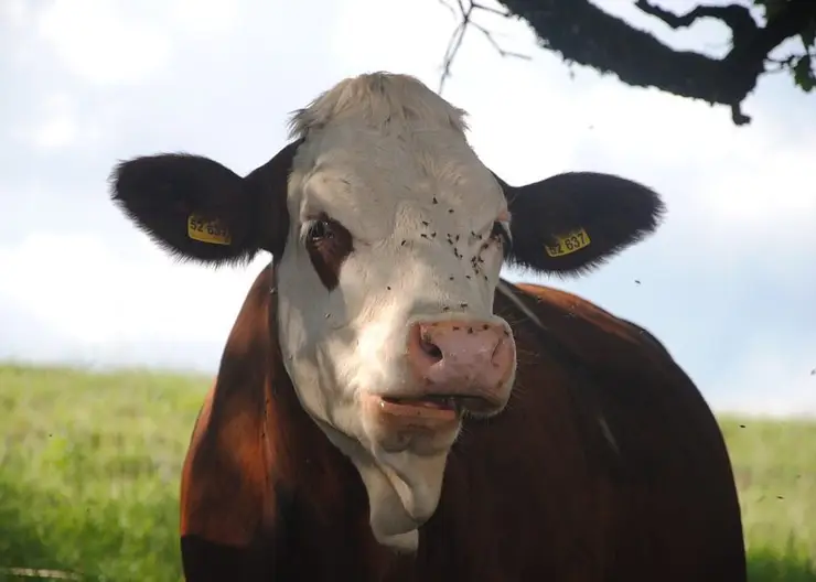 В Кузбассе корова напала на женщину в центре города