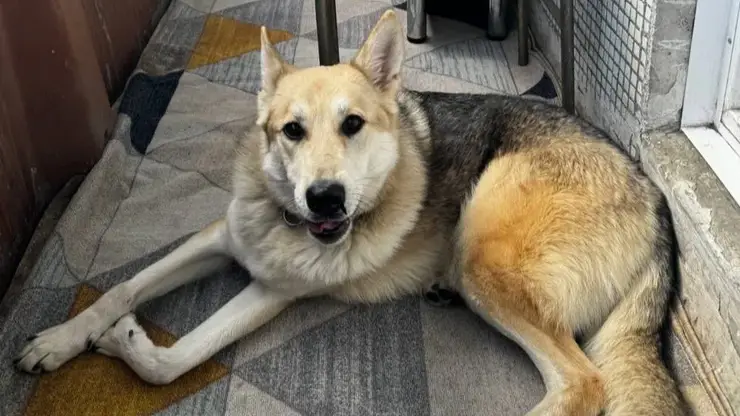 «Это банда ОПГшных пенсионеров»: красноярка обвинила соседей в жестокой травле из-за собак (видео)