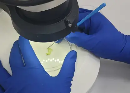 Красноярские специалисты нашли вредителя в импортной капусте